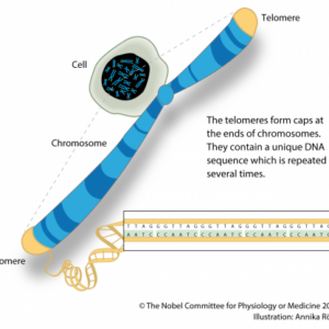 Lab Tests -Genetics